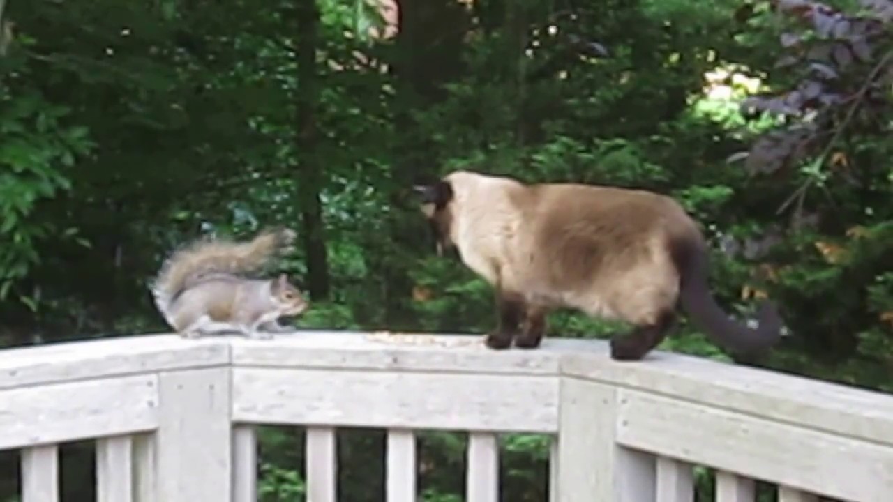 Cat meets squirrel