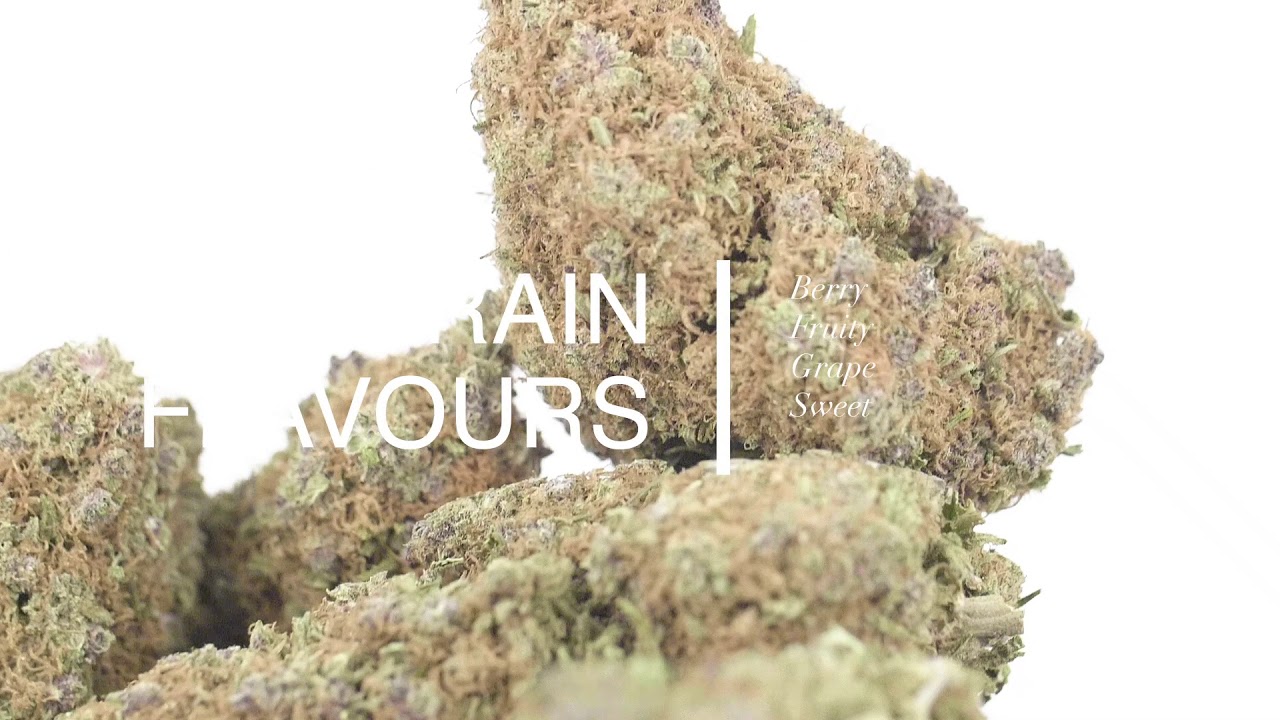 Purple Dream Video Review
