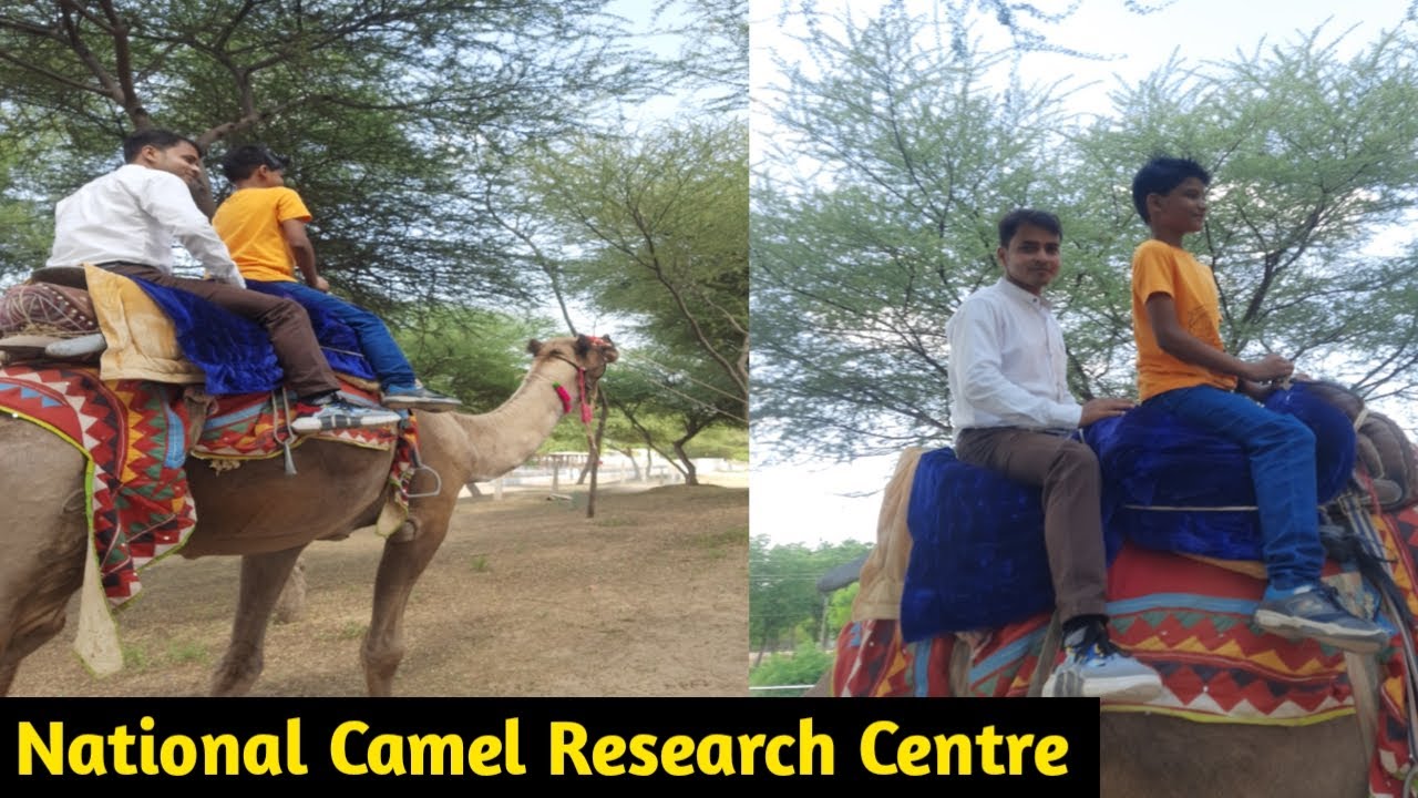 Bikaner- Camel Farm | National Research Center on Camel | रेगिस्तान का जहाज ऊंट | The Ship of Desert