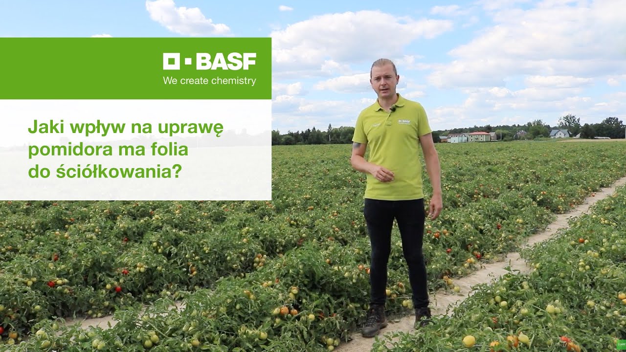 Jaki wpływ na uprawę pomidora ma folia do ściółkowania? | ecovio® M TOUR