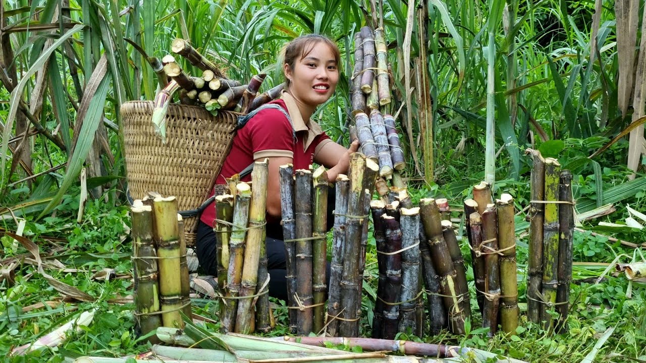 Release fish fingerlings and grow green vegetables - harvest sugarcane to sell at the market
