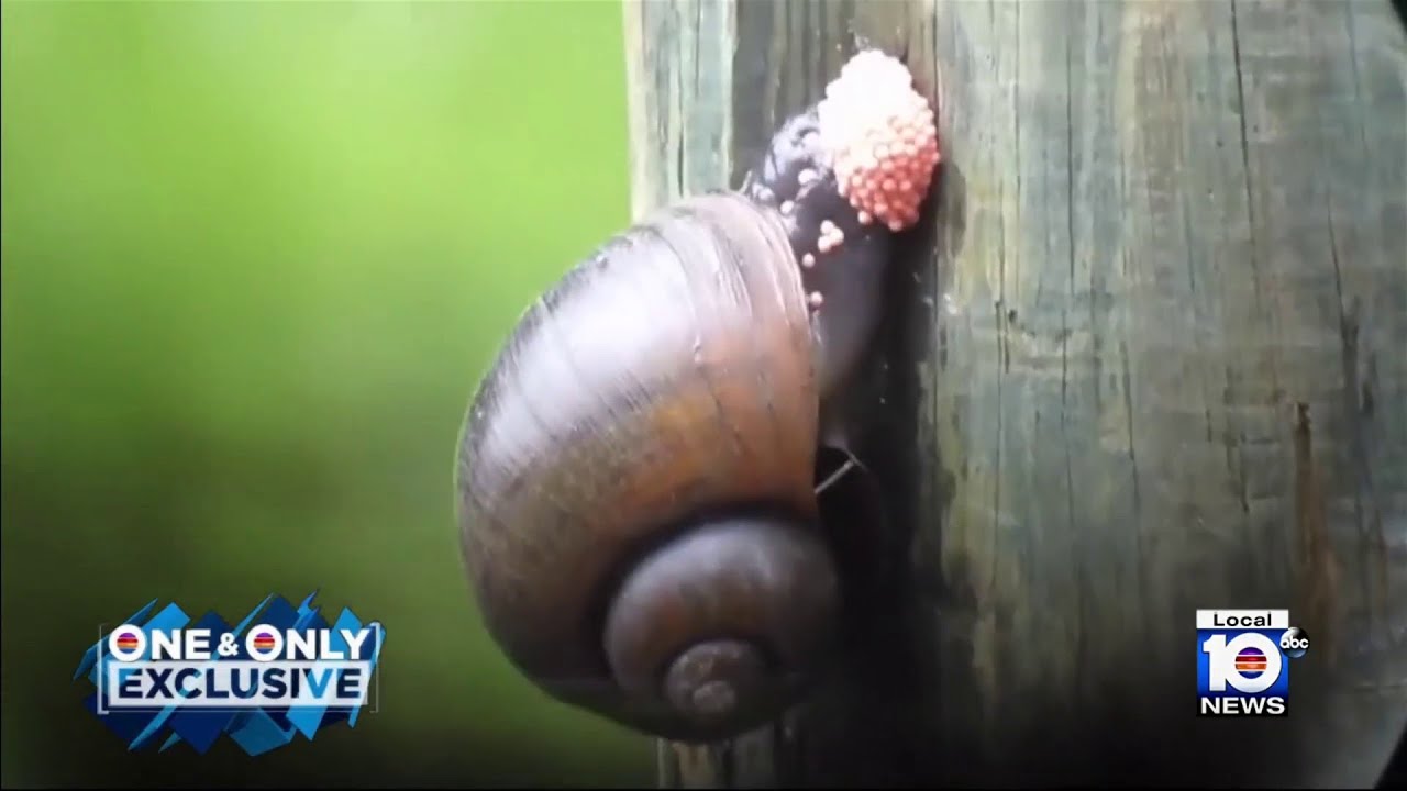 Invasive snail species has officials concerned