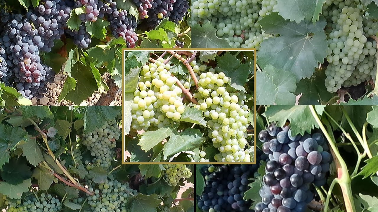 VARIEDADES DE UVA DE LA MANCHA