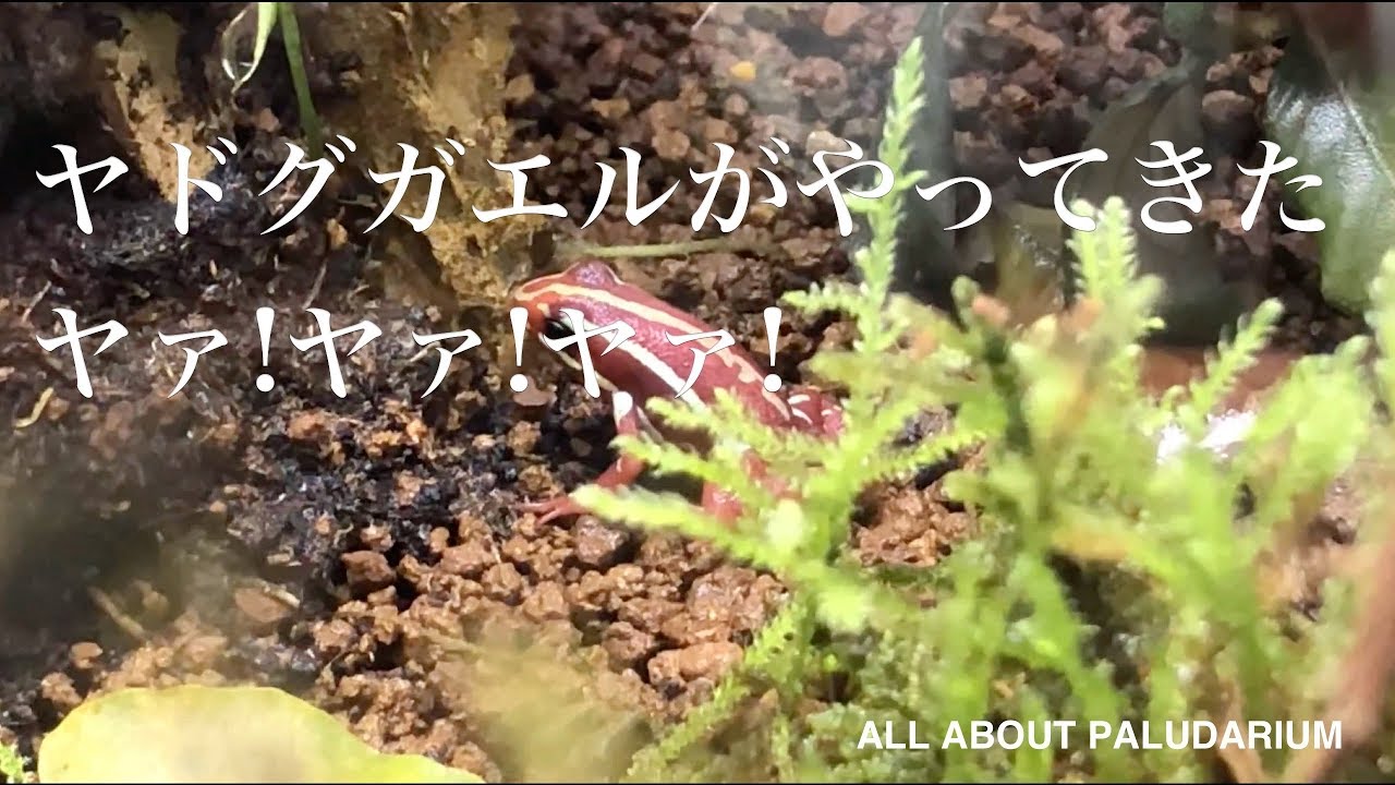 【パルダリウムでヤドクガエル 】ヤドグガエルがやってきた ヤァ!ヤァ!ヤァ! #001