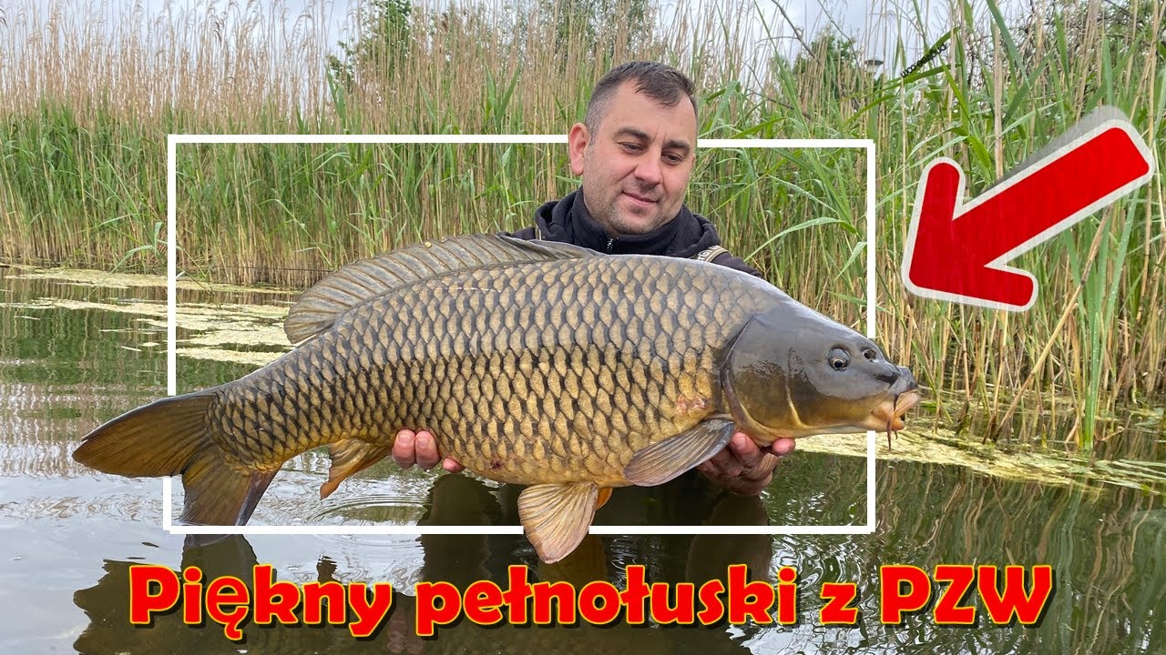 PIERWSZY KARP Z PZW W 2022!