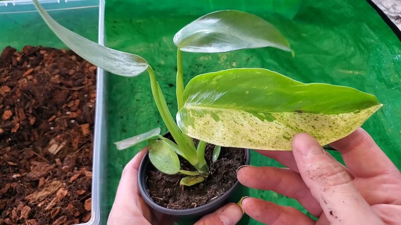 Philodendron Jose Buono - Let's repot