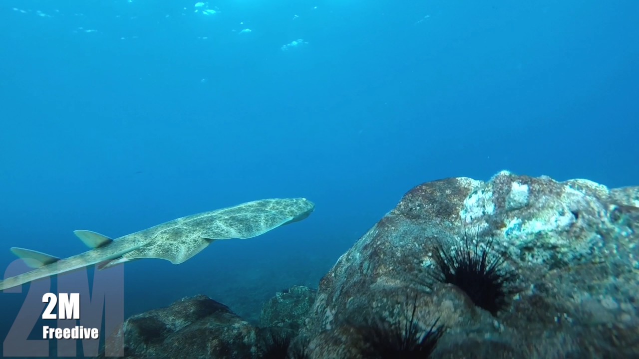 Engelhaie beim Apnoetauchen auf Fuerteventura