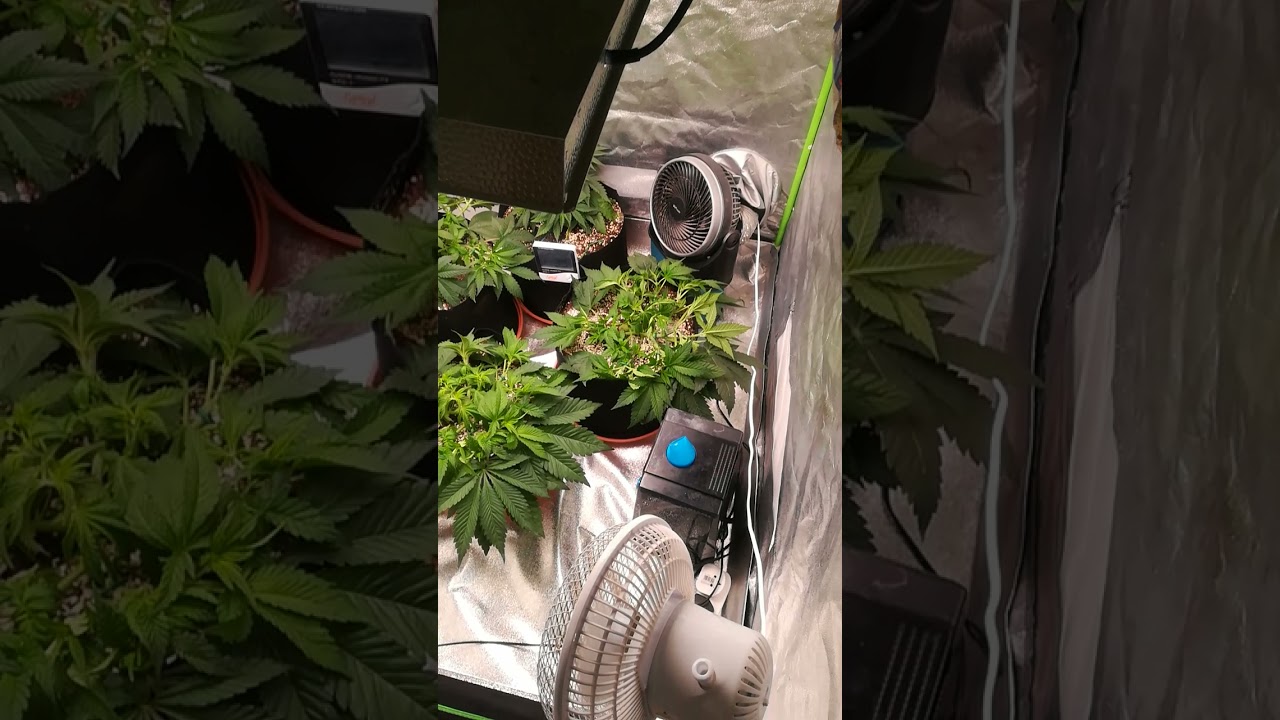 #LST shiskaberry, runtz muffin