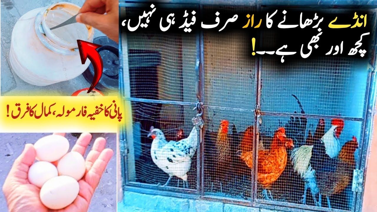 Increase Egg Production Naturally with || 10 Things to Add in Water for Egg Production