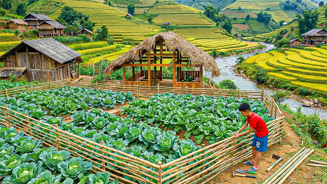Living Off-Grid: Orphan Boy Building a Cabbage Garden and Fence After Animals Ruined His Crops