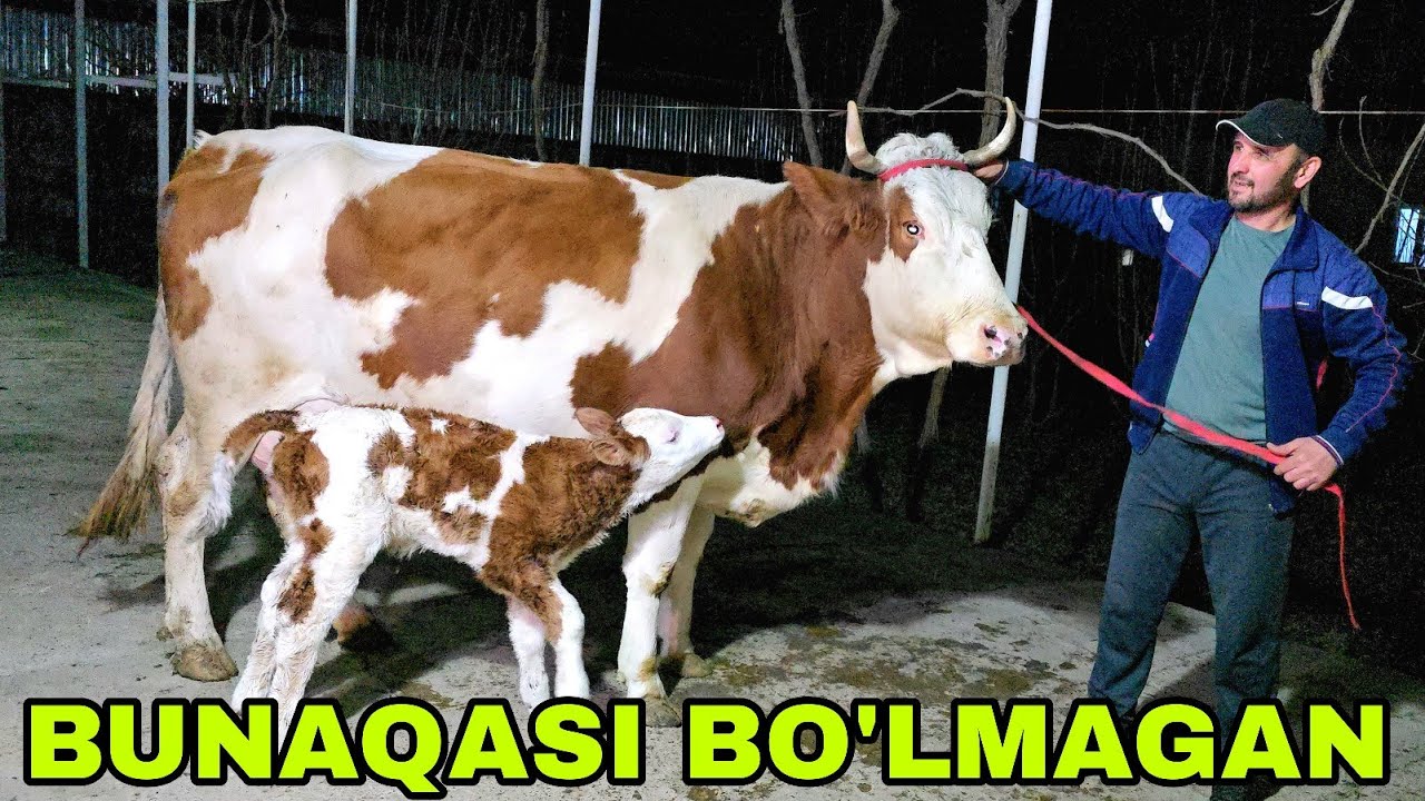 Buxoro arzonchisi Mizrobjon va Ashur akalardan yana bo'g'ozlar va ona bolalar bombasi1 .2. 2026 г.