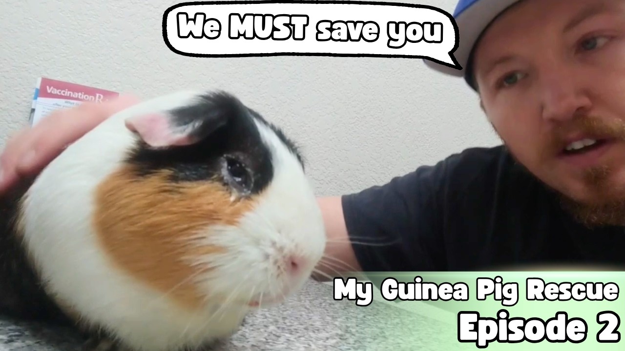 Ginger Goes to the Vet - My Guinea Pig Rescue - Episode 2