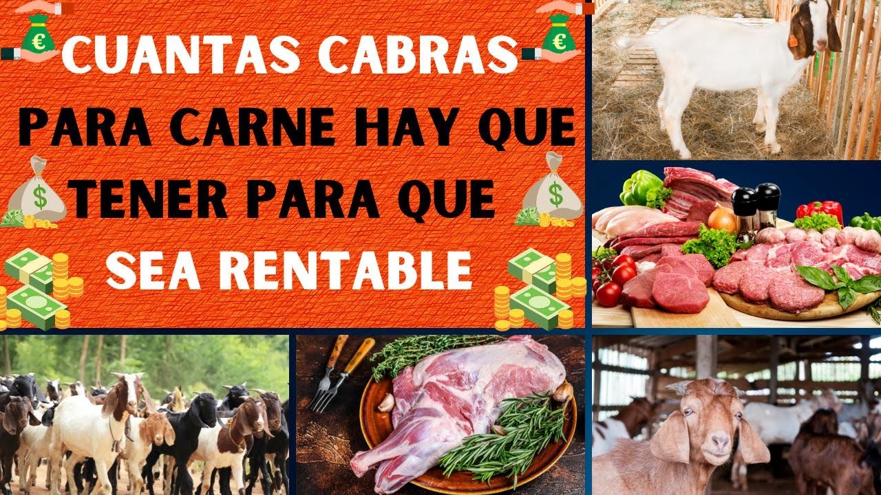 Revelando el secreto de la rentabilidad de tener cabras para carne