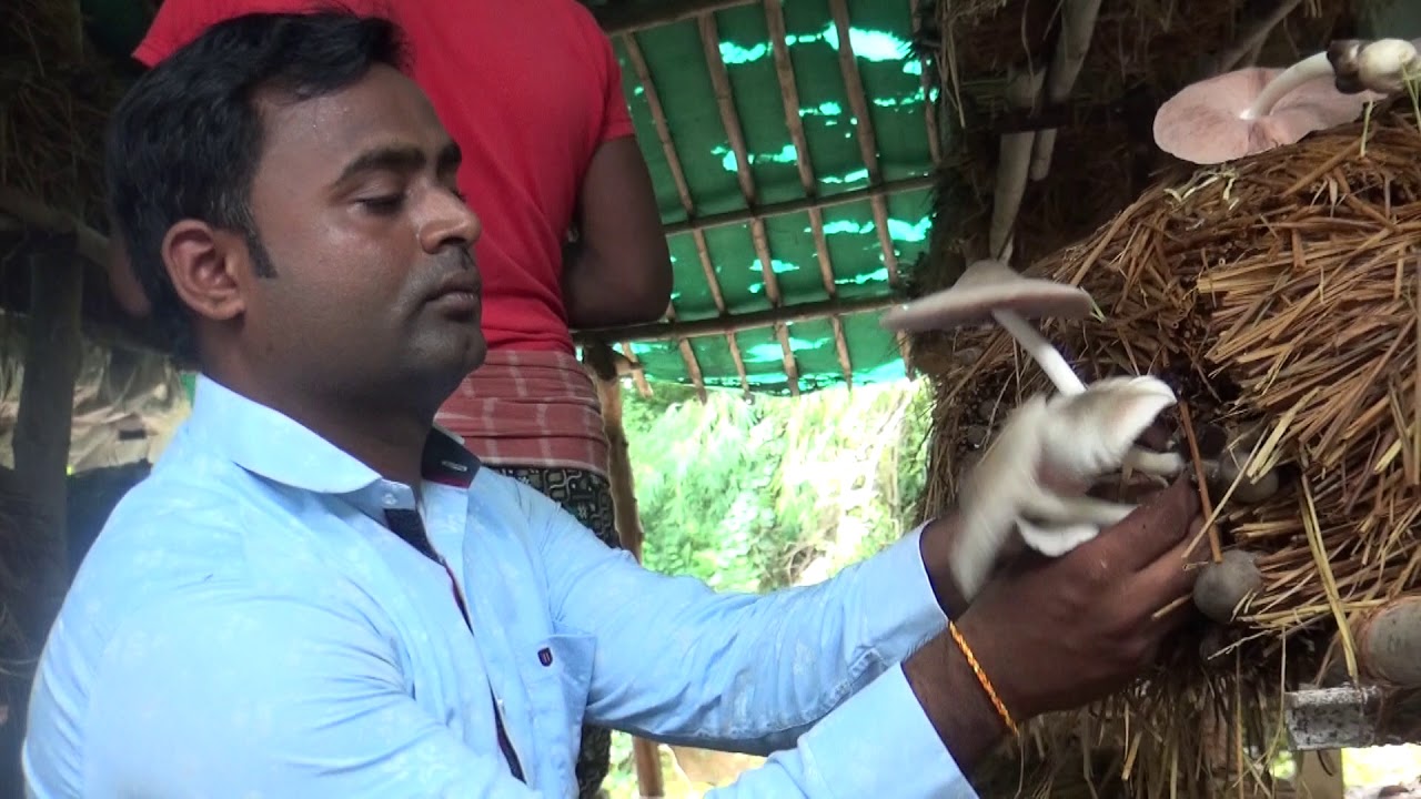 ଛତୁ ଚାଷିଙ୍କ ସଫଳ କାହାଣୀ: ଦିନେଶ ସାହୁ /Dinesh Sahu: A successful mushroom farmer