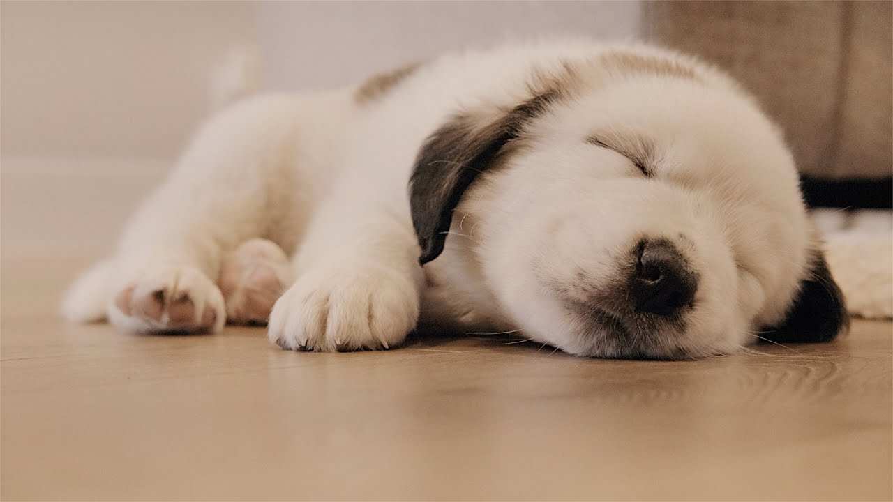 Meet THOR 🐶 | A Six Week Old Saint Bernard Puppy Vlog