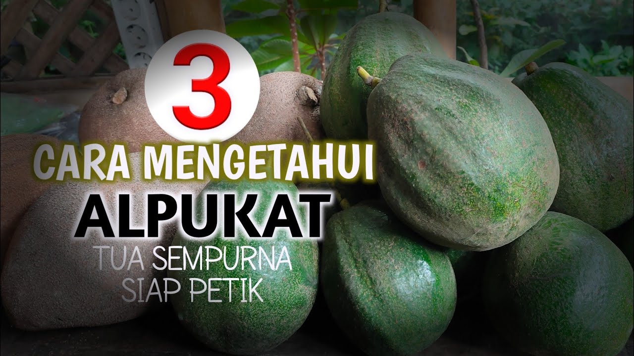 3 CARA MENGETAHUI ALPUKAT TUA SEMPURNA SIAP PETIK