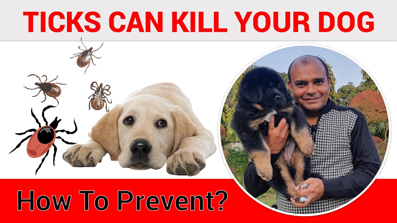 Ticks Can Kill Your Dog? Complete Solution | Removal at Home | Guaranteed Method | Baadal Bhandaari
