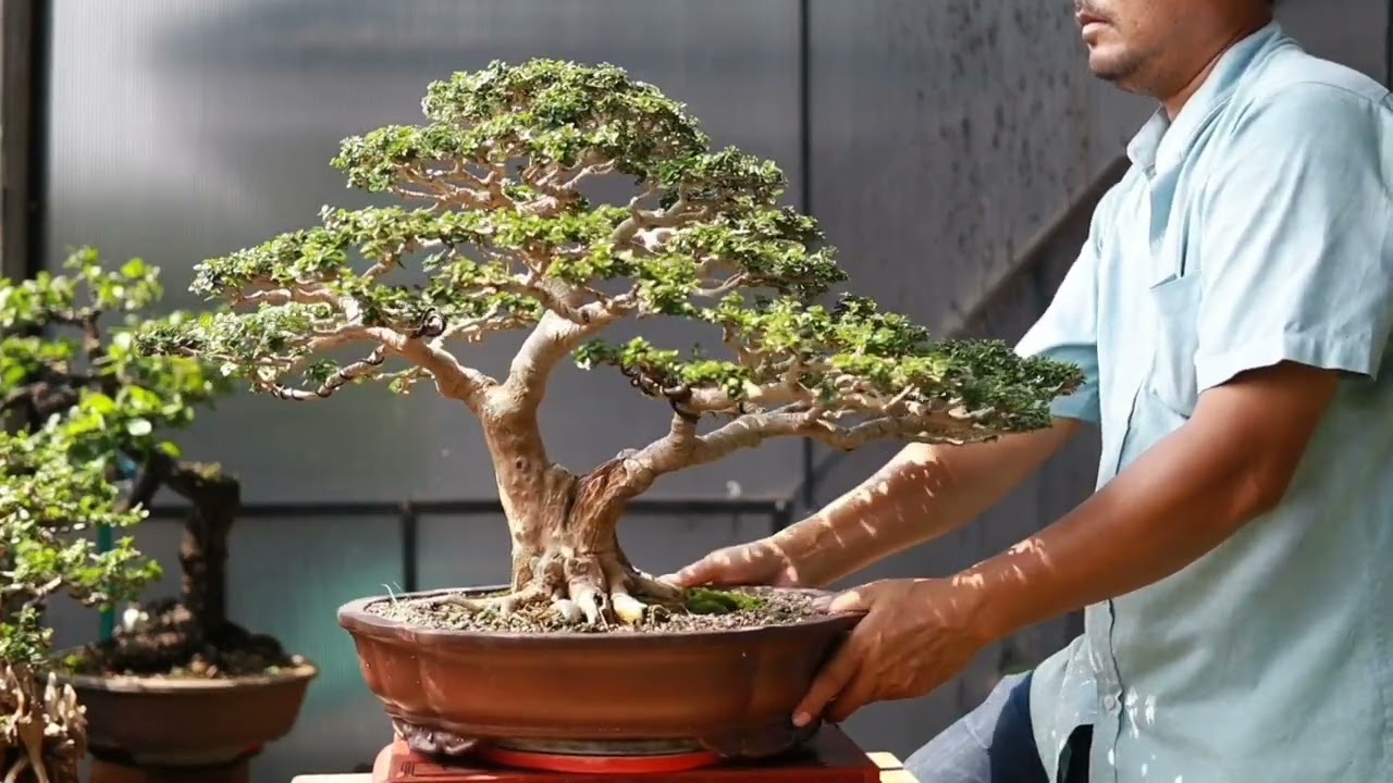 บอนไซเพรมน่า แชมป์6ถ้วย by Oh bonsai