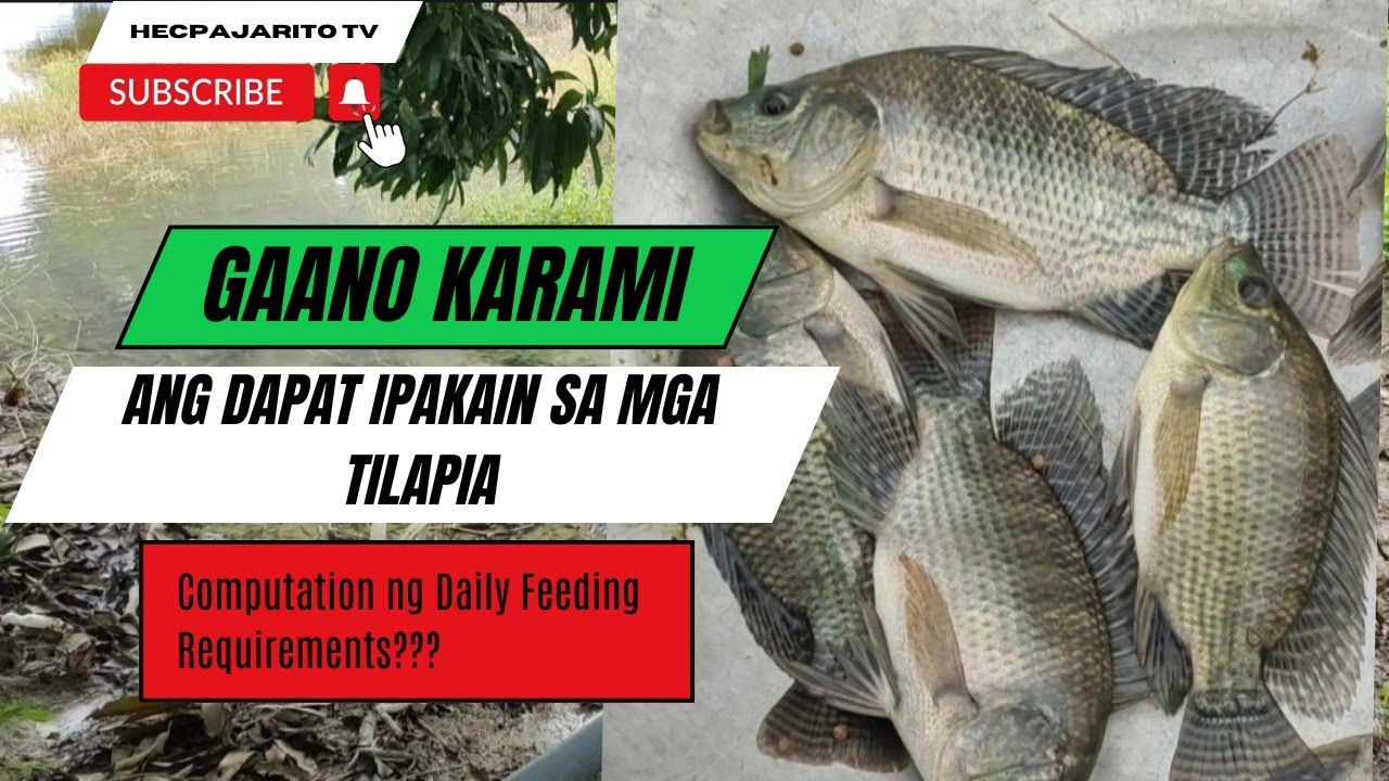 Paano Magcompute ng Daily Feeding Requirements para sa Alagang Tilapia sa Earthen Pond