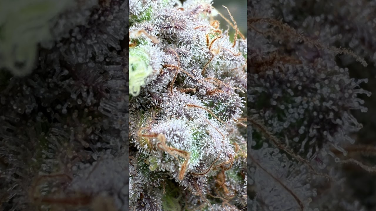 How are these dense and frosty Trichomes looking?