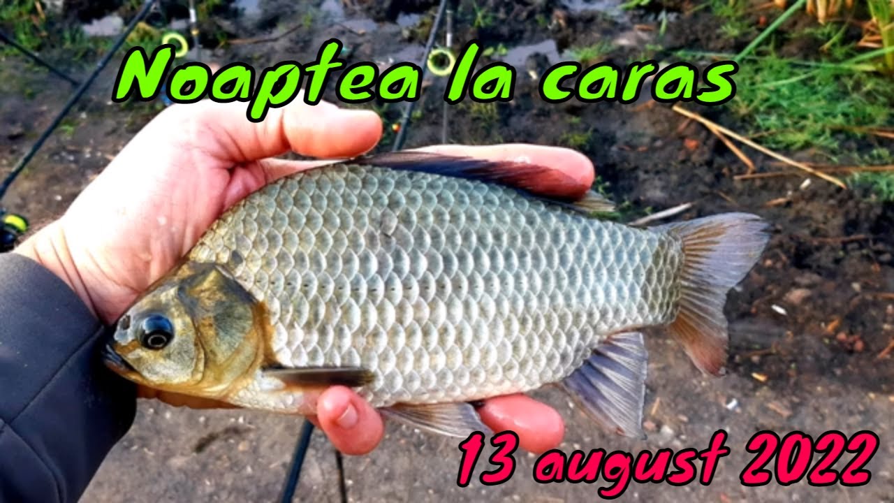 Pescuit de noaptea la Câmpenești 13 AUGUST 2022