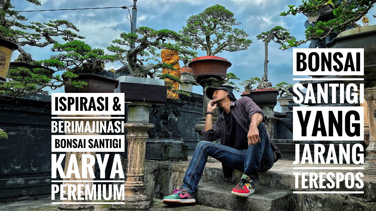 Koleksi Bonsai Santigi Yang Jarang Terekspos #bonsai #santigi #senimanbonsai #karyaseni #senibonsai 
