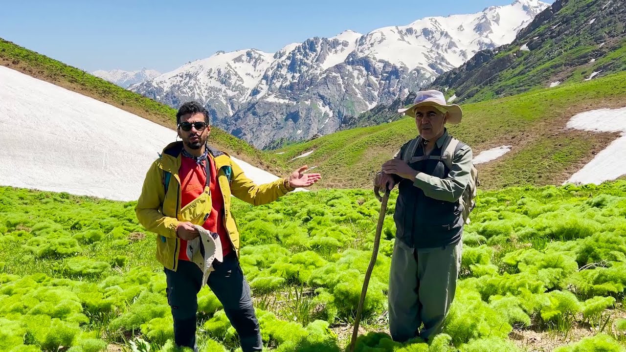 HAKKARİ DAĞLARINDA MANTAR TOPLAMAK