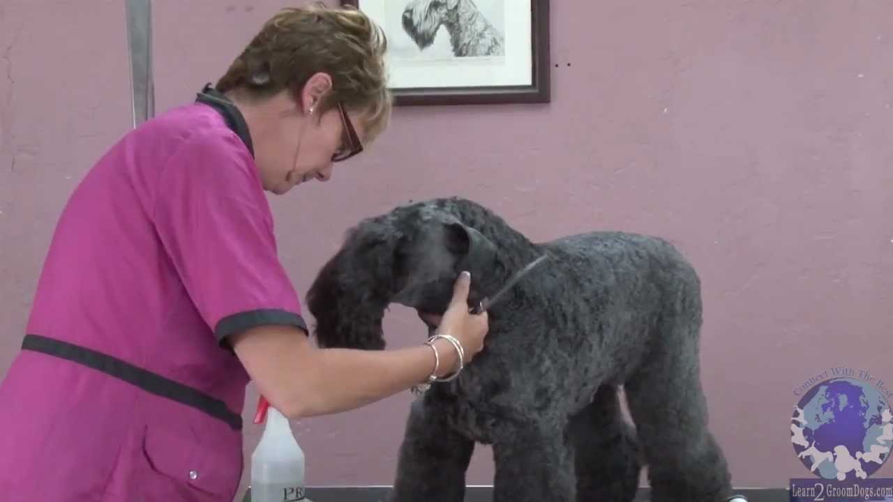 Common Styling Mistakes on a Kerry Blue Terrier & How to Fix Them Part 1