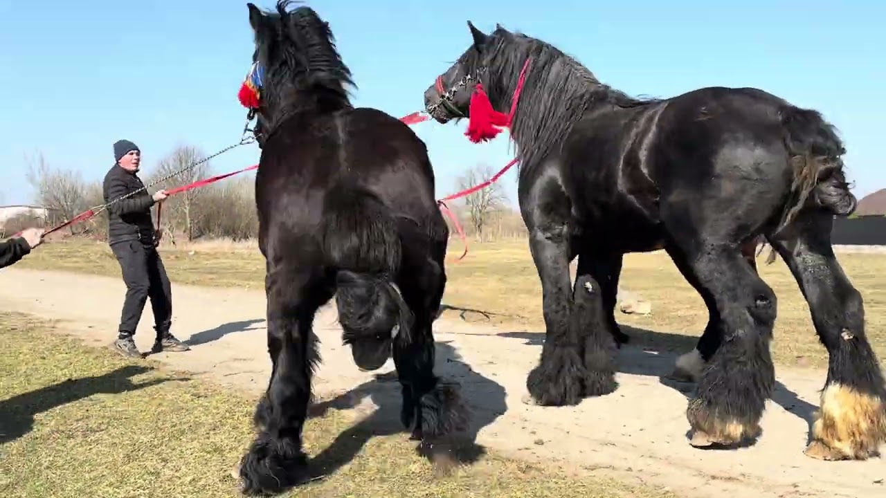 Красунчики до Ваших Послуг Жеребці на Паровку 🔥🐴😍💪❤️
