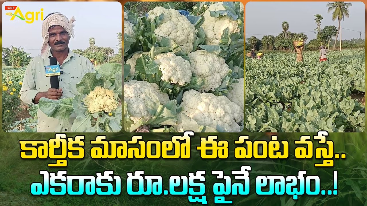 Cauliflower Crop Farming | కార్తీక మాసంలో ఈ పంట వస్తే.. ఎకరాకు రూ.లక్ష పైనే లాభం..! Tone Agri