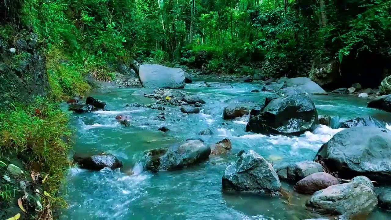 Forest Ambience, Peaceful Forest Stream, Nature Sounds for Calm and Inner Balance