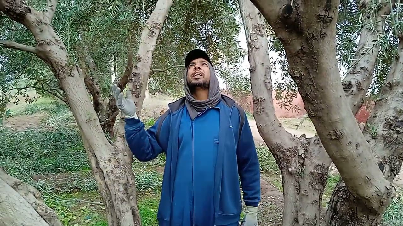 من الفوضى إلى التوازن : تصحيح تقليم أشجار متضررة قرب مدينة الفقيه بن صالح 0667946266