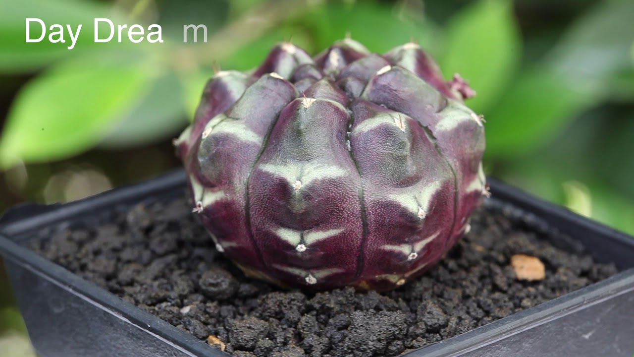 Cactus Gymnocalycium ยิมโนด่าง หลากหลายชื่อโคลน “ เสน่ห์ความงามของไม้หนาม “