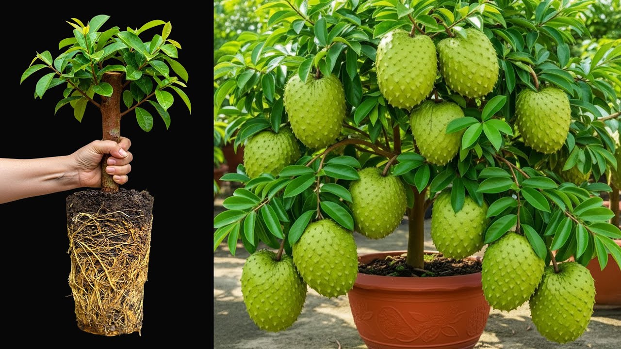 The Crazy way to grow soursop that produces lots of fruit ,How to Grow Soursop at Super Fast