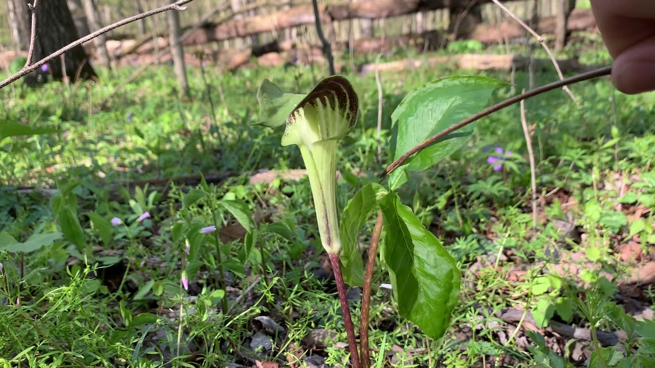 Jack-In-The-Pulpit Fun Facts