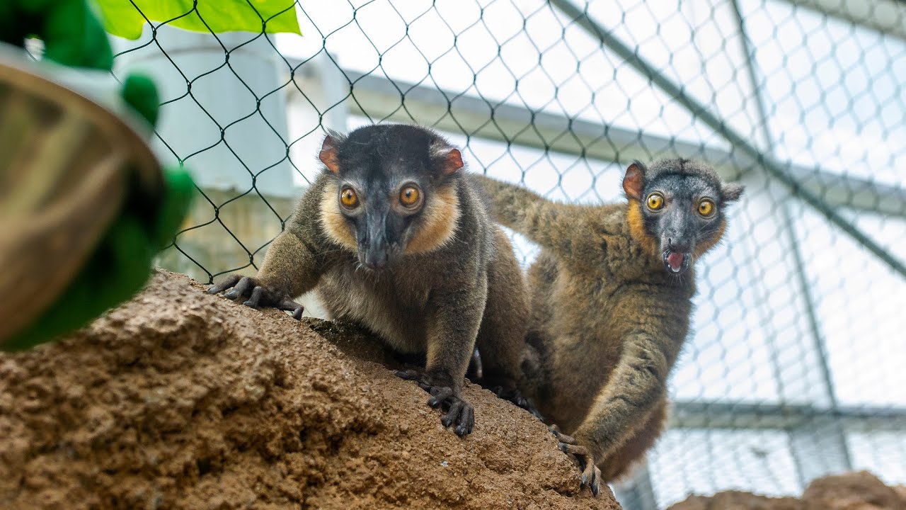 Introducing ... Red-collared Brown Lemurs!