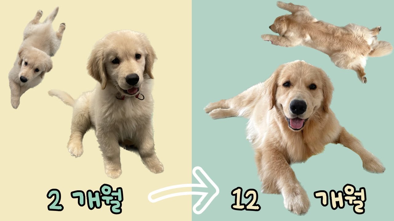 자고 일어나면 커 있는 골든 리트리버 1년 성장 과정(대형견 폭풍 성장 속도)