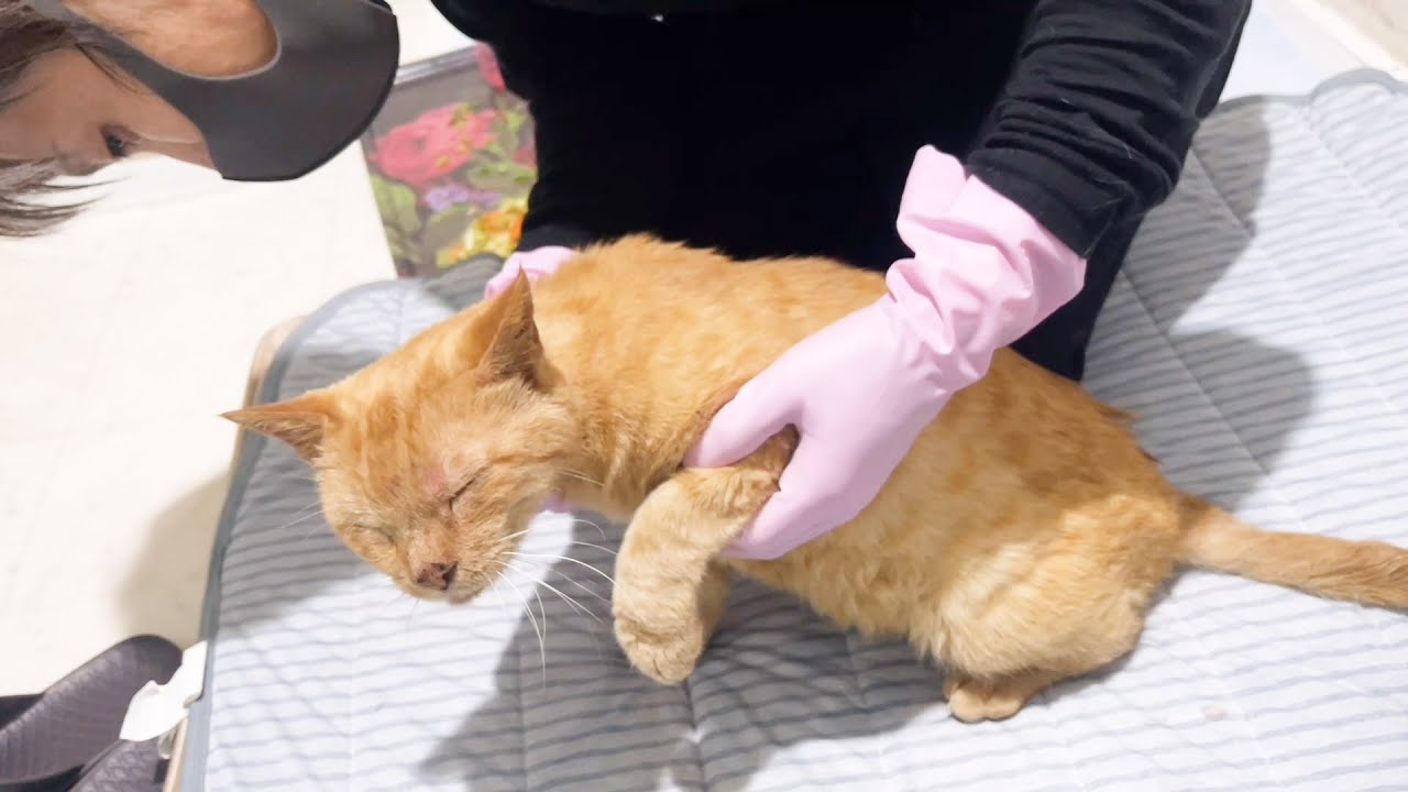 事故に遭って自由を失った猫、リハビリで一緒に頑張った2ヶ月間