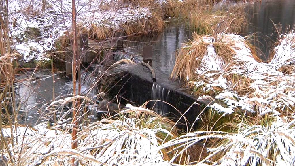 Prosto z lasu, odcinek 2/13