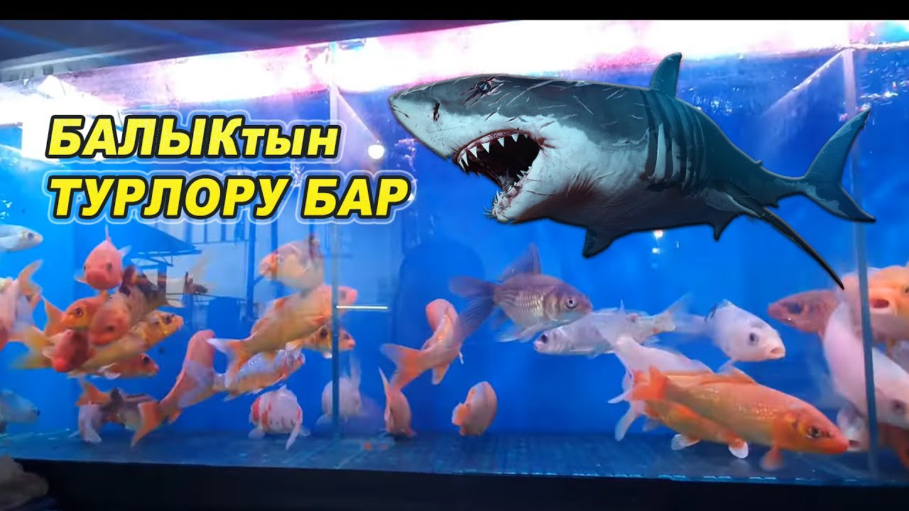 Ош шаары БАЛЫКтар ТУРЛОРУ БАР ЭКЕН / Аквариум