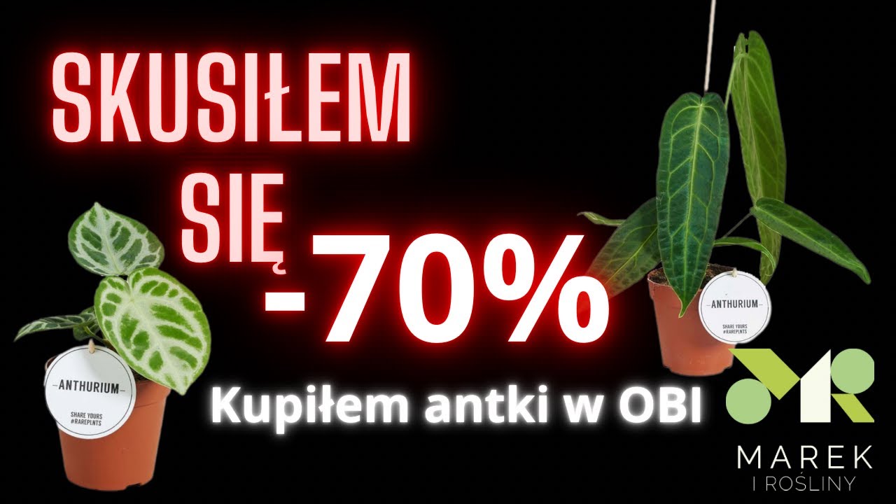 Skusiłem się - przecenia w OBI -70% na anthuria