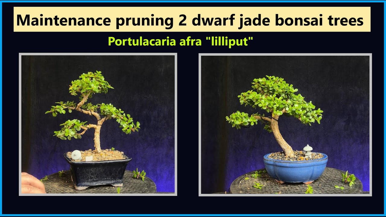 Pruning 2 portulacaria afra lilliput bonsai trees #bonsai #dwarfjade #bonsaistyling #plants