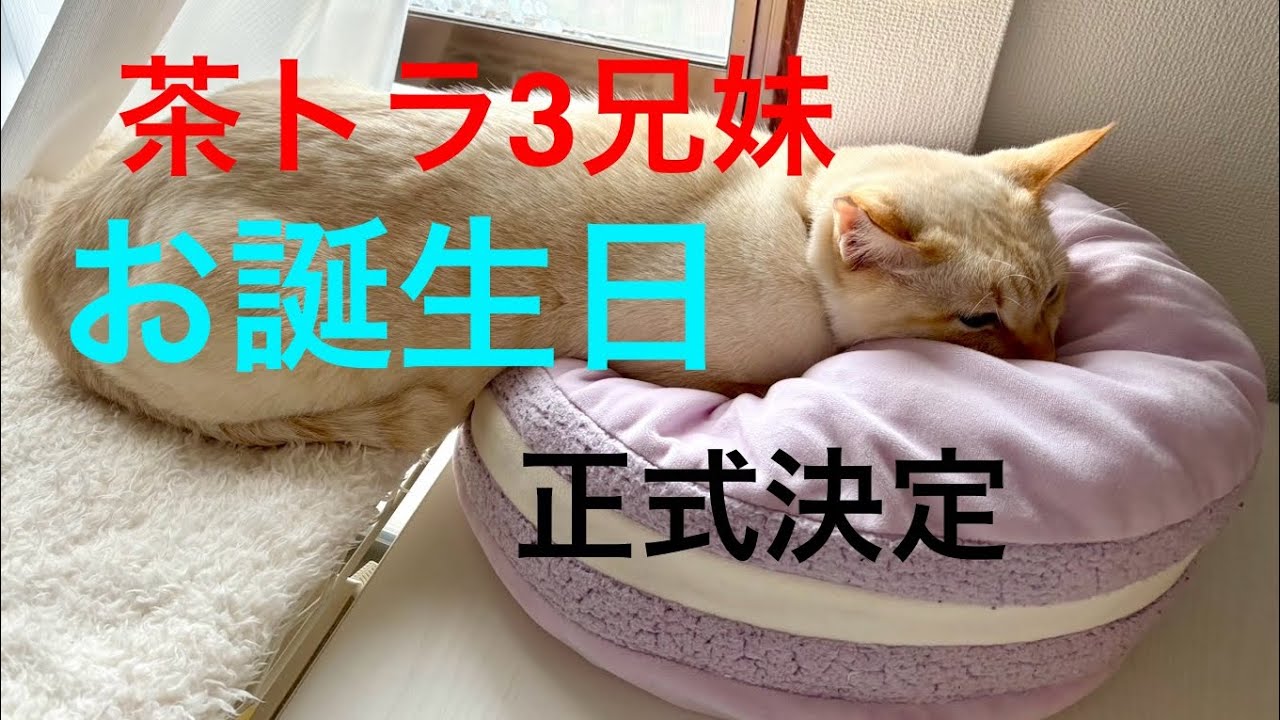 保護したさくら猫のお誕生日が決まりました　#茶トラ #さくら猫 #保護猫 #ねこ #保護猫の誕生日