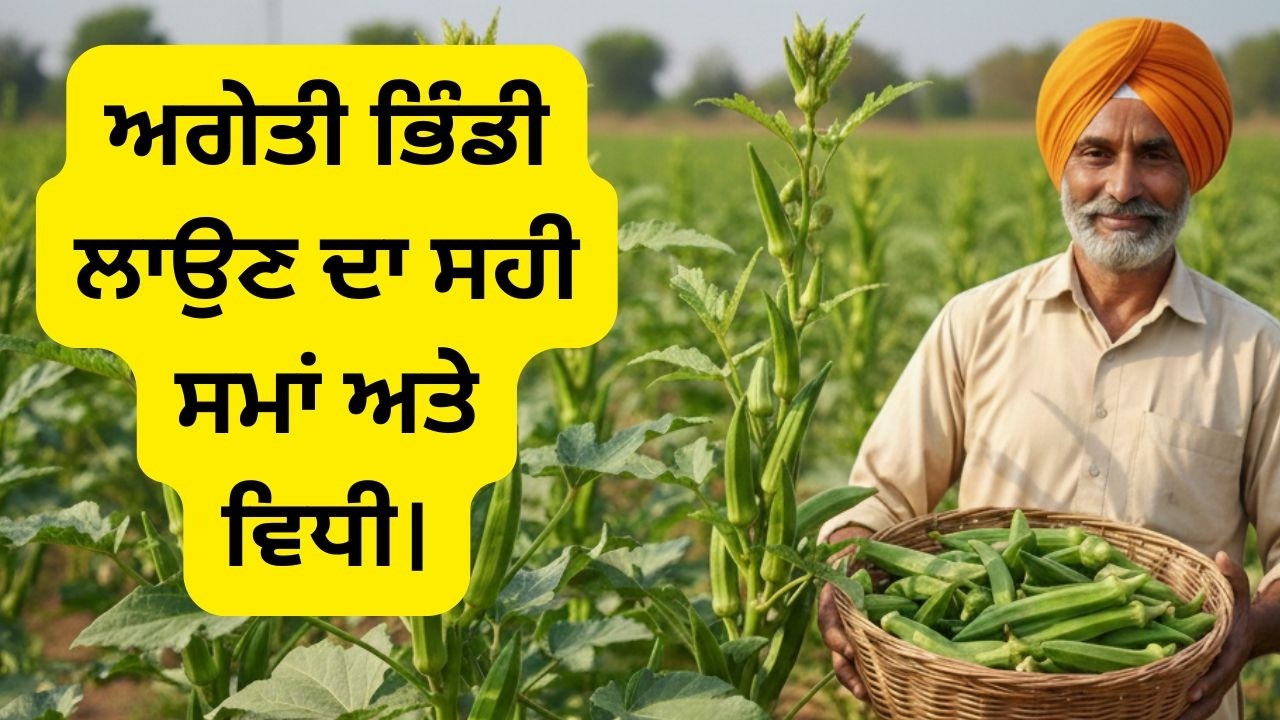 ਅਗੇਤੀ ਭਿੰਡੀ ਲਾਉਣ ਦਾ ਸਹੀ ਸਮਾਂ ਅਤੇ ਵਿਧੀ।