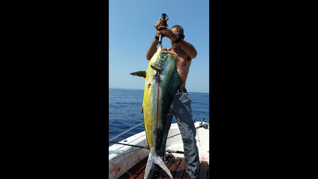 Due grosse lampughe - pesca a traina d'altura e pesca a spinning in topwater