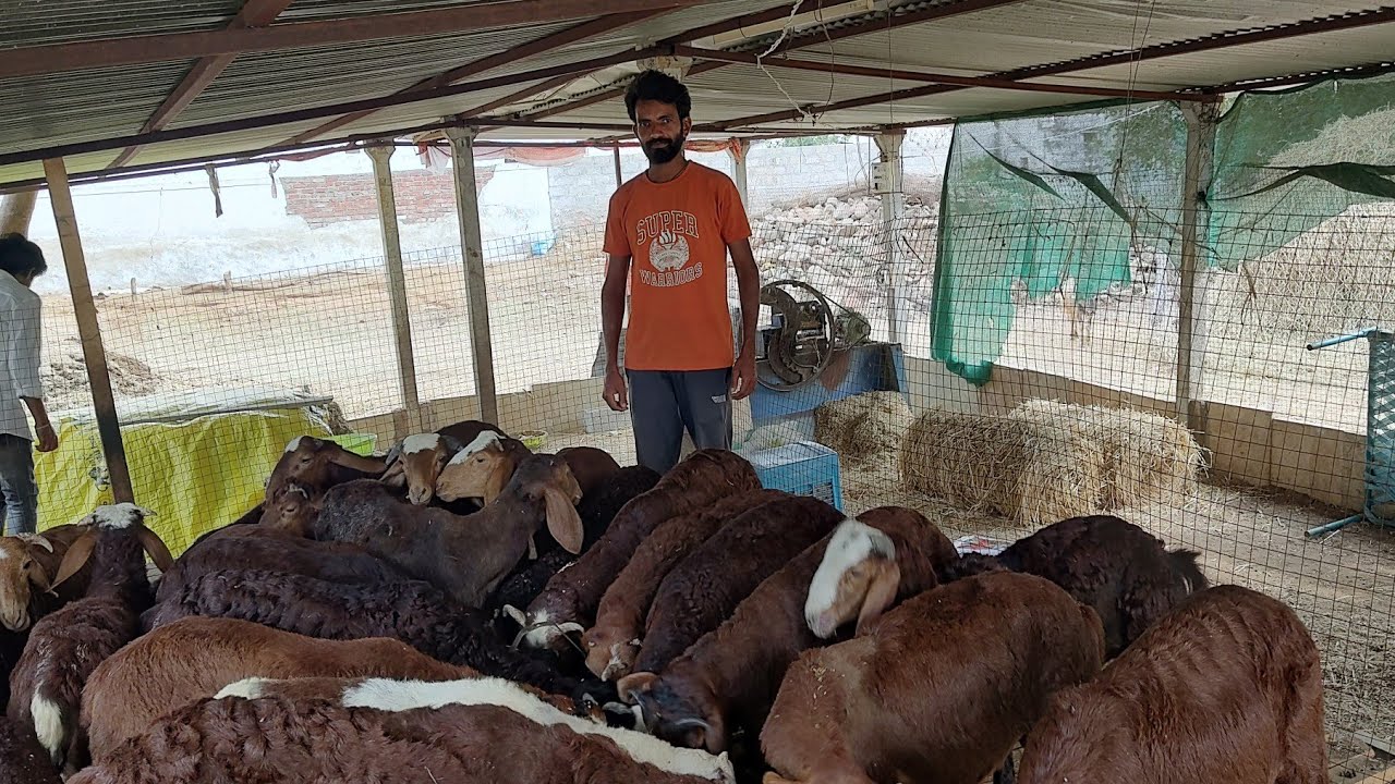Sheep Farmer Success Story | Gorrela Pottella Pempakam Telugu  # Sheep Farming#vairal