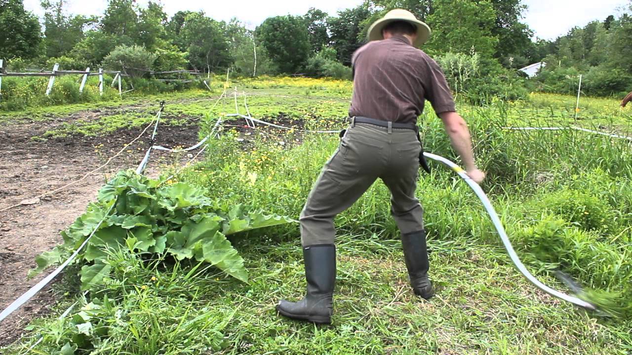 A modern Seymour Midwest Tools scythe at work!
