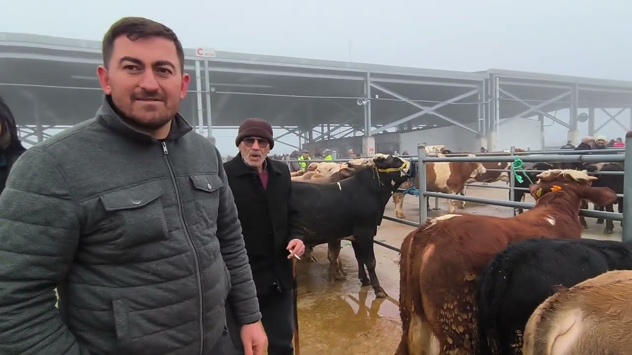 ÇORUM HAYVAN PAZARI BÜYÜKBAŞ 26 OCAK ÇEKİMİ 3 BÖLÜM  28 OCAK 2026