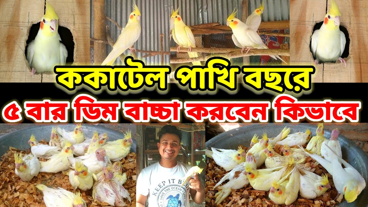 ককাটেল পাখি বছরে ৫ বার ডিম বাচ্চা করবেন কিভাবে || cockatiel bird breeding tips || Birds of village