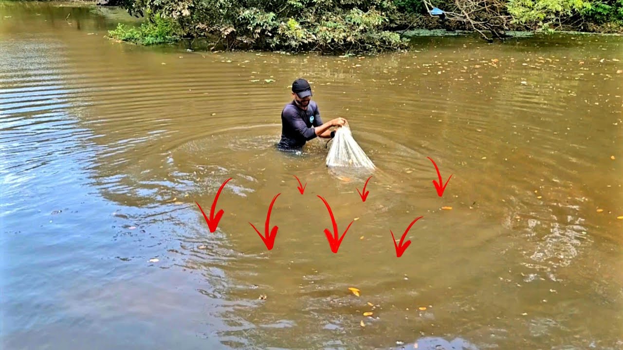 Nunca peguei tantos desse peixe em uma tarrafada...